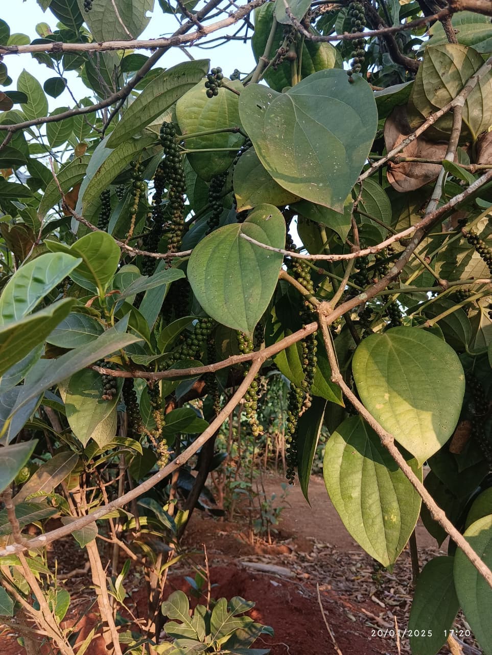 Whole Black Pepper