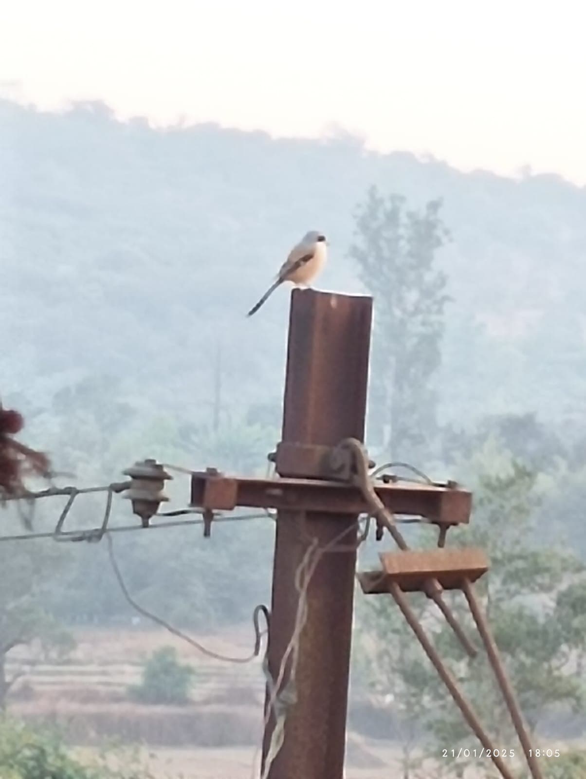 A curious monkey co-existing in our Amba sanctuary