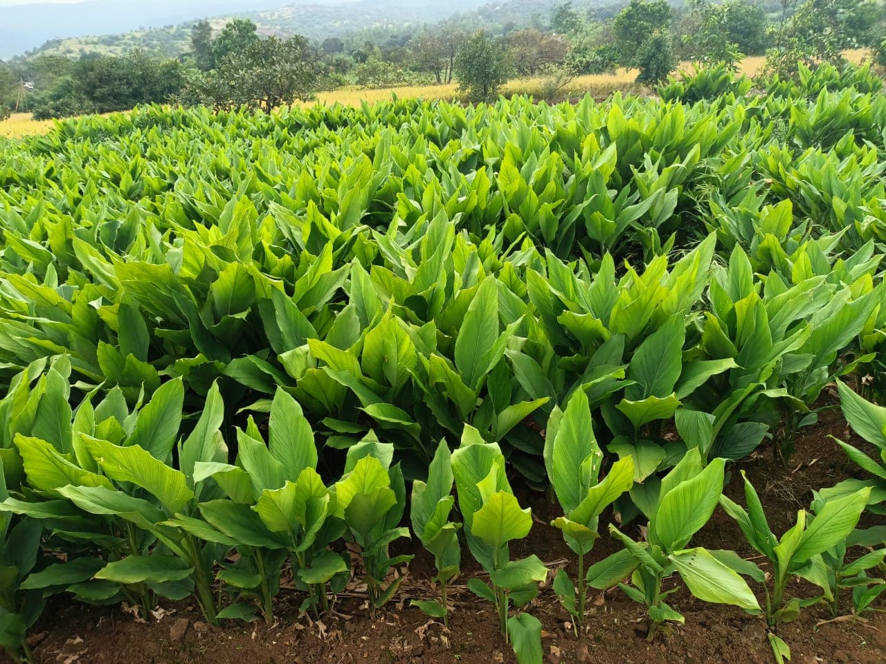 Slow-Ground Turmeric