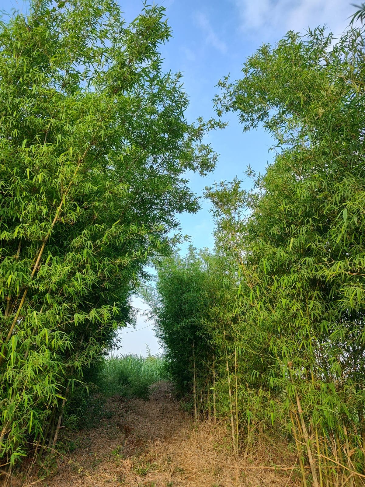 Green landscape walking path on the farm